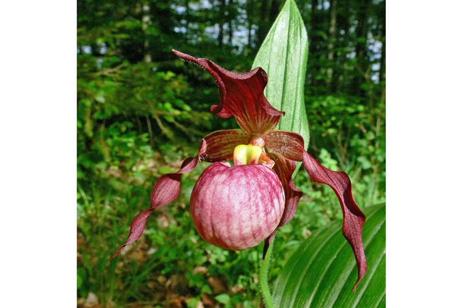 Gartenorchidee Frauenschuh 'Anna' (Frosch®) 1 blühstarkes und bereits mehrtriebiges Rhizom 