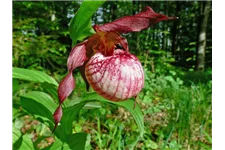 Gartenorchidee Frauenschuh 'Anna' (Frosch®) 1 blühstarkes und bereits mehrtriebiges Rhizom 