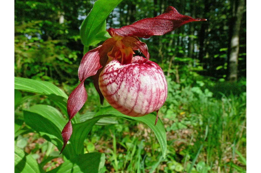 Gartenorchidee Frauenschuh 'Anna' (Frosch®) 1 blühstarkes und bereits mehrtriebiges Rhizom 