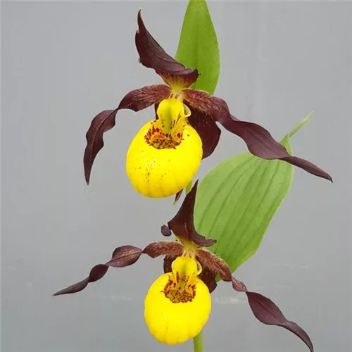 Gartenorchidee Frauenschuh 'Chauncey'