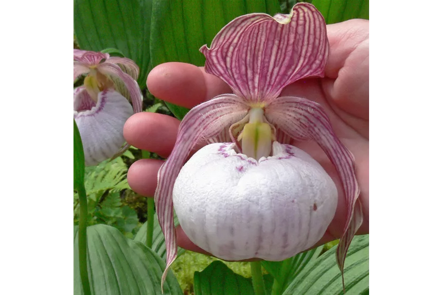 Gartenorchidee Frauenschuh 'Sabine' (Frosch®) 1 blühstarkes und bereits mehrtriebiges Rhizom