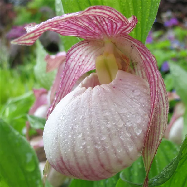 Gartenorchidee Frauenschuh 'Sabine' (Frosch®)