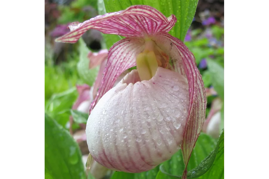 Gartenorchidee Frauenschuh 'Sabine' (Frosch®) 1 blühstarkes und bereits mehrtriebiges Rhizom