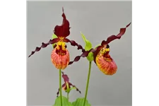 Gartenorchidee Frauenschuh 'Emil Burnish Gold' 1 blühstarkes und bereits mehrtriebiges Rhizom 