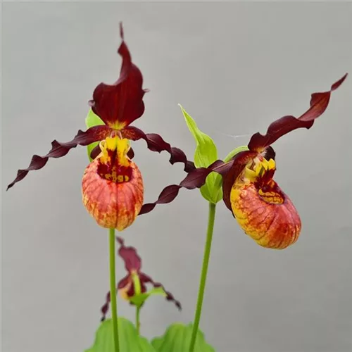 Gartenorchidee Frauenschuh 'Emil Burnish Gold'