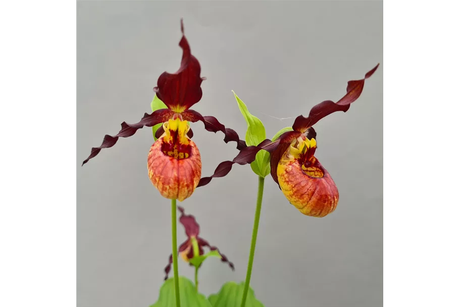 Gartenorchidee Frauenschuh 'Emil Burnish Gold' 1 blühstarkes und bereits mehrtriebiges Rhizom 