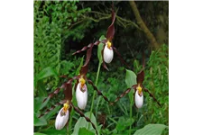 Gartenorchidee Frauenschuh 'Frosch's Mountain King' (Frosch®) 1 blühstarkes und bereits mehrtriebiges Rhizom 