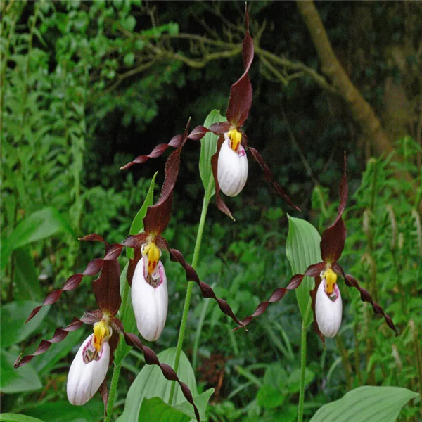 Gartenorchidee Frauenschuh 'Frosch's Mountain King' (Frosch®)