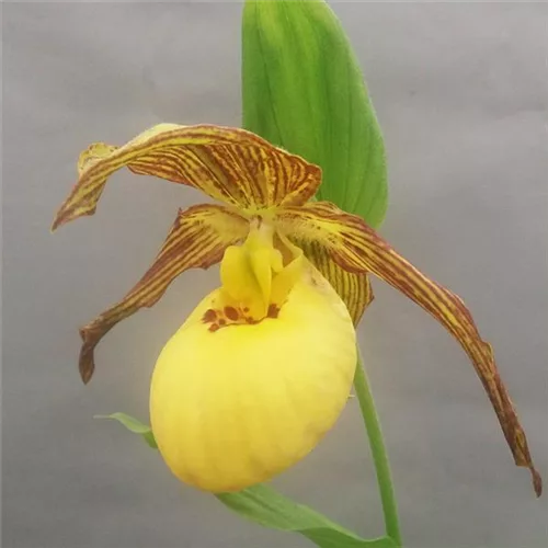 Gartenorchidee Frauenschuh 'Inge'