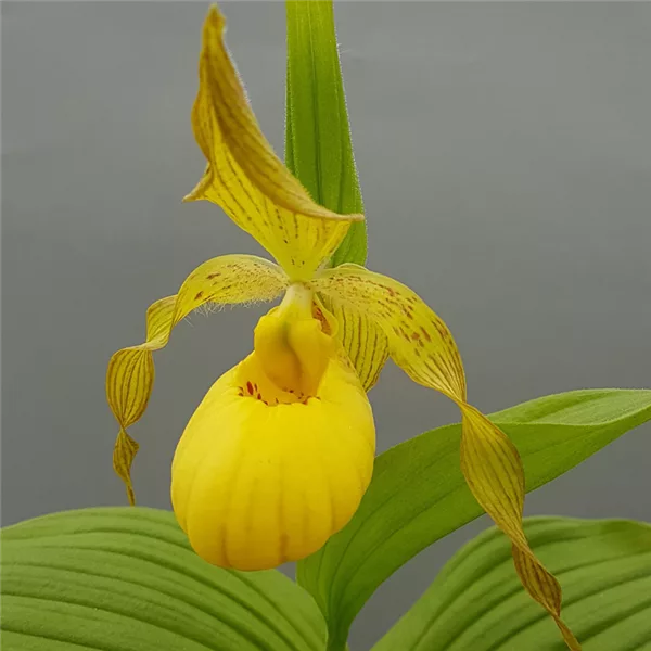 Gartenorchidee Frauenschuh 'Victoria'