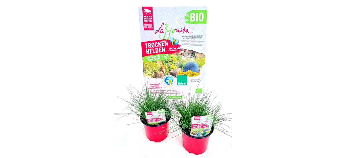 BIO-Festuca 'Blaue Auslese' 2er Set 12 cm Topf 2er Set