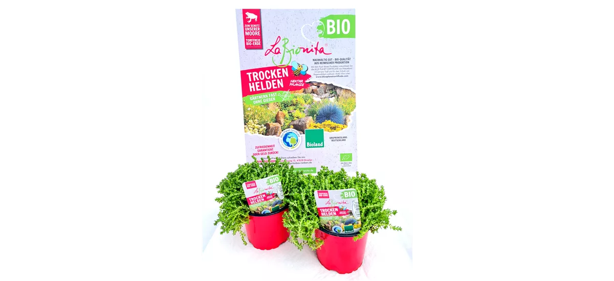 BIO-Sedum Mix 'Dachbegrünung' 2er Set 12 cm Topf 2er Set 