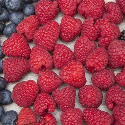 Beerenzeit – leckere Früchte aus eigenem Garten