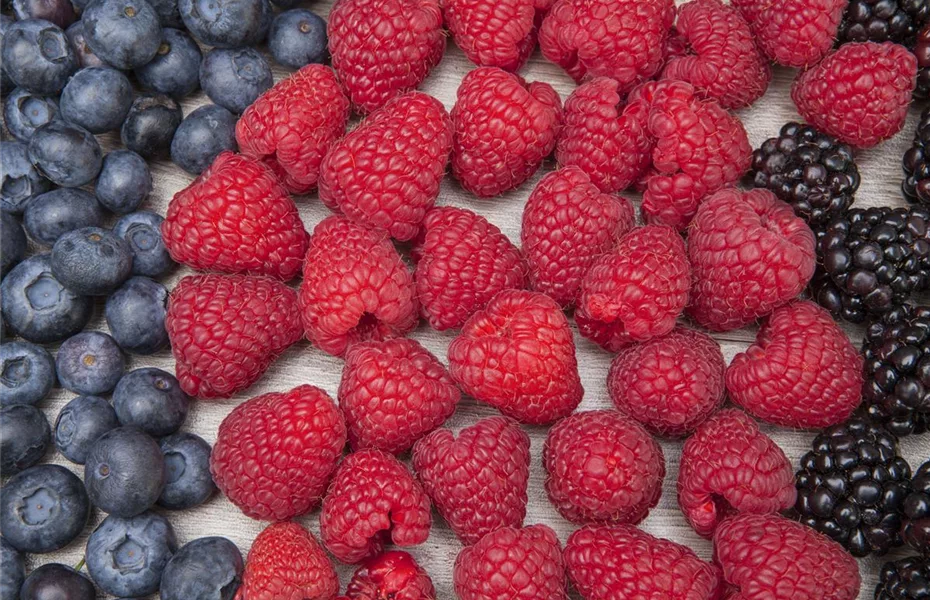 Beerenzeit – leckere Früchte aus eigenem Garten