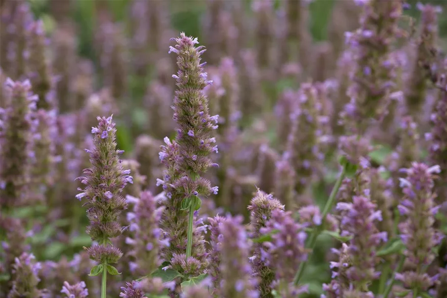 Agastache rugosa 9 x 9 cm Topf 0,5 Liter