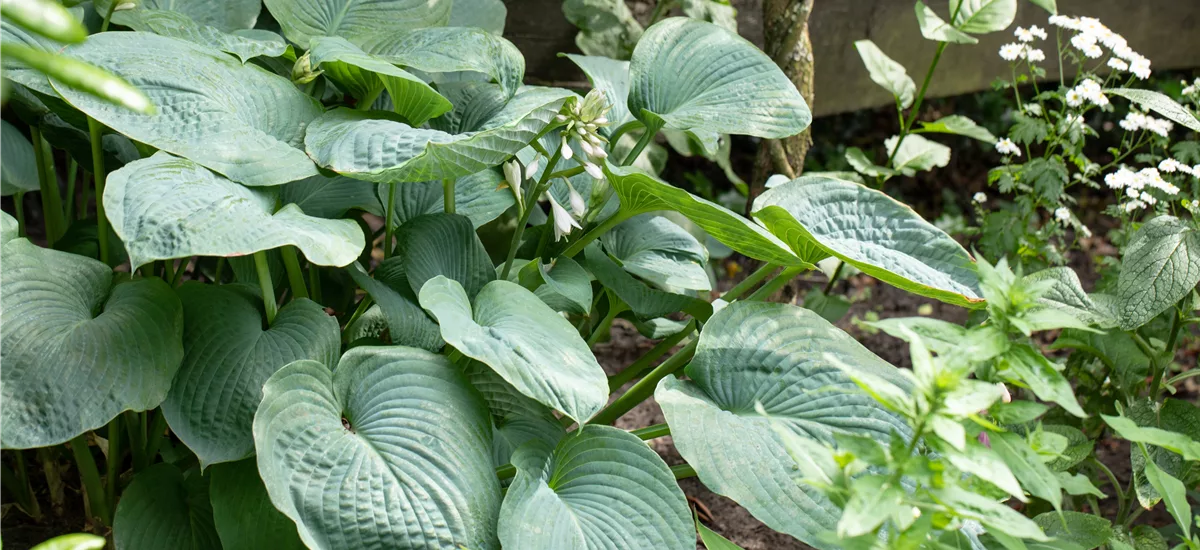 Hosta sieboldiana 'Big Daddy' 13 cm