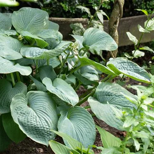 Hosta sieboldiana 'Big Daddy'