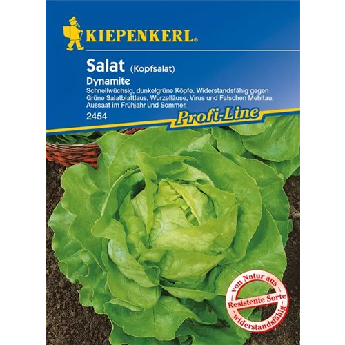 Kopfsalat 'Dynamite'