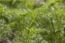 Dill ca. 200 Pflanzen