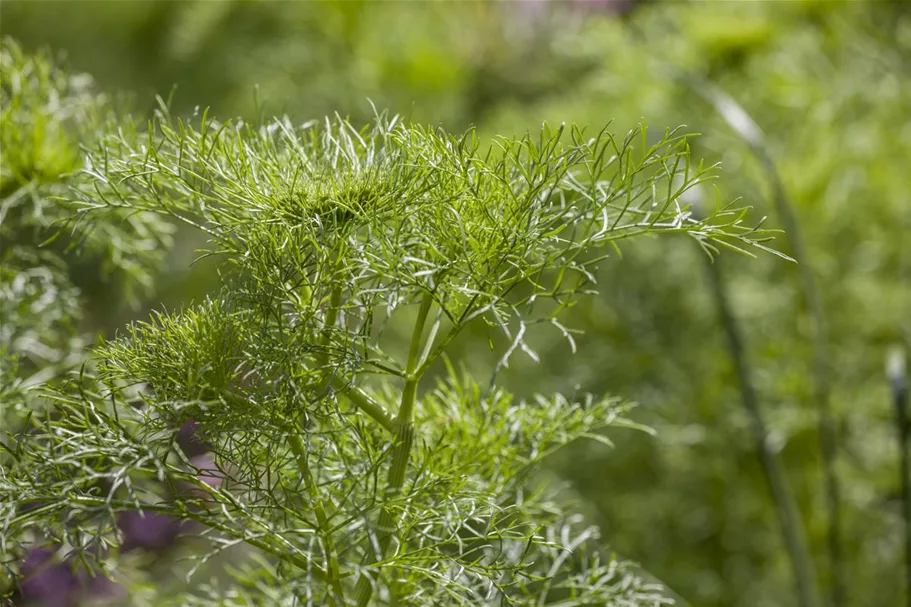 Dill ca. 200 Pflanzen