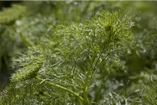 Dill ca. 200 Pflanzen