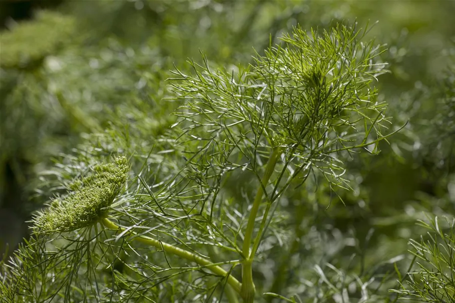 Dill ca. 200 Pflanzen