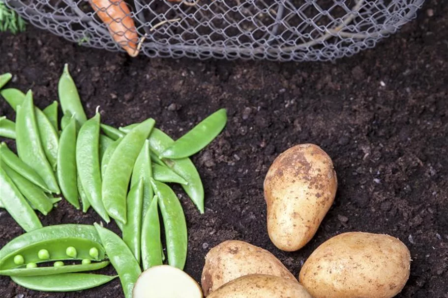 Gartenmöhre Inhalt reicht für ca. 5 m