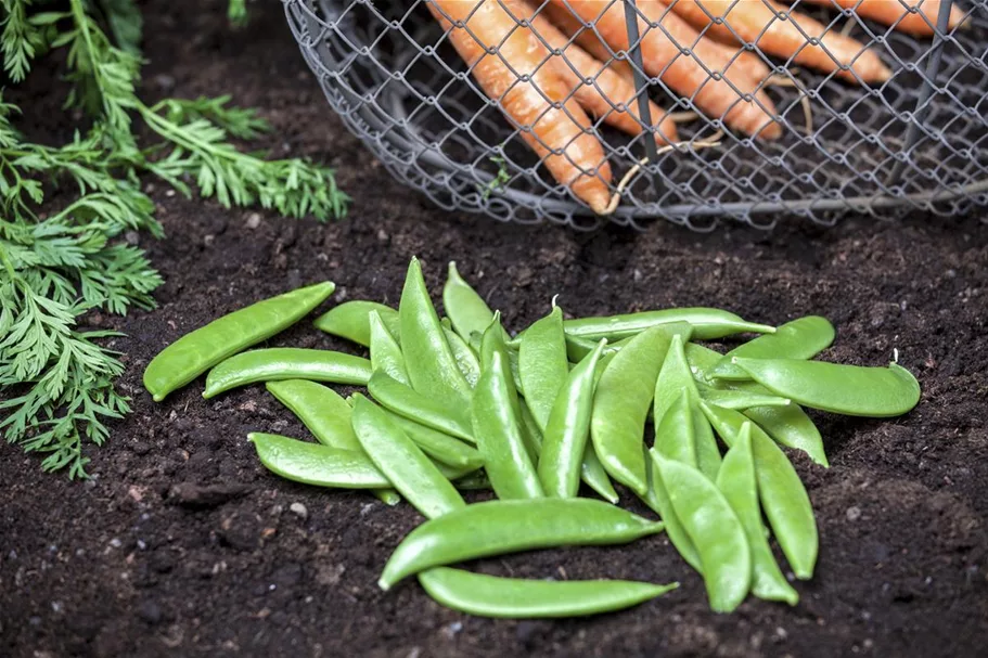 Gartenmöhre Inhalt reicht für ca. 5 m