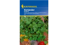 Koriander ca. 70 Pflanzen