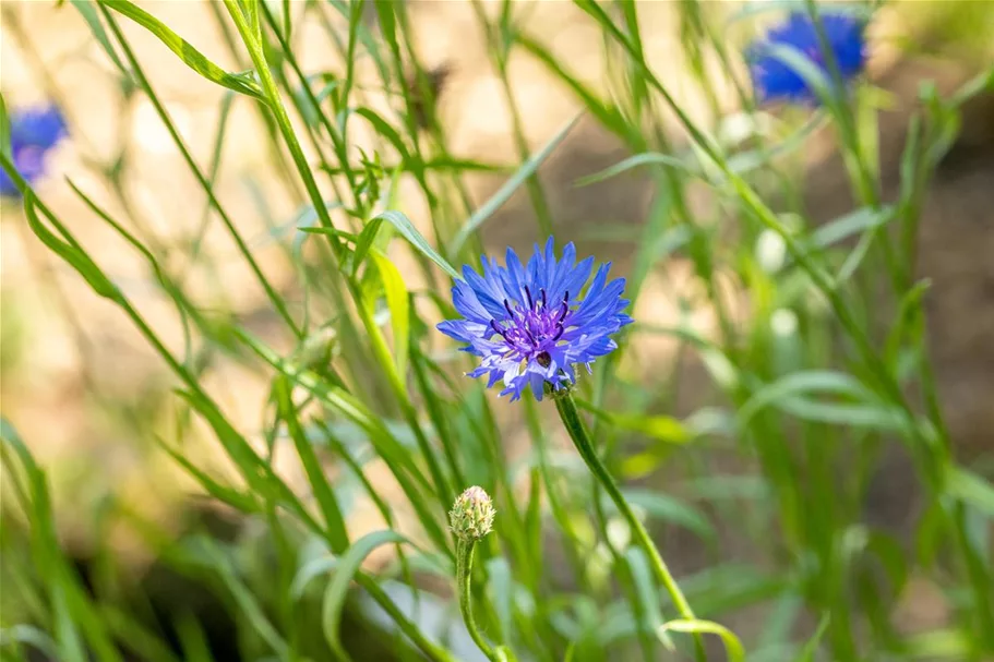 Kornblume Portion