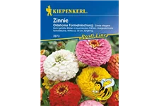 Garten-Zinnie 'Oklahoma-Formelmix' ca. 50 Pflanzen