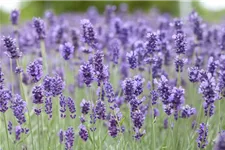 Echter Lavendel 'Hidcote Blue Strain' ca. 40 Pflanzen