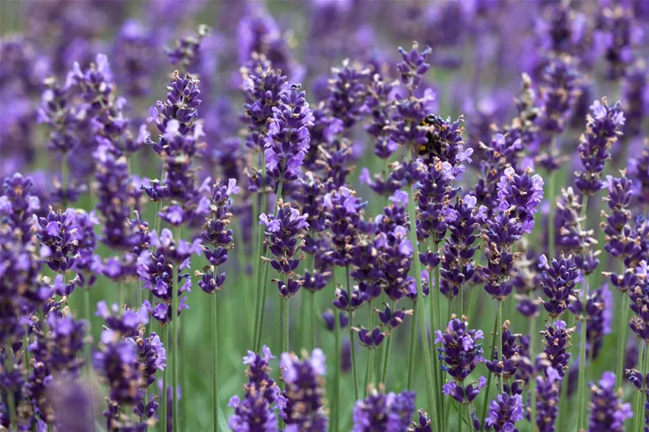 Echter Lavendel 'Hidcote Blue Strain' ca. 40 Pflanzen