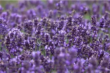 Echter Lavendel 'Hidcote Blue Strain' ca. 40 Pflanzen