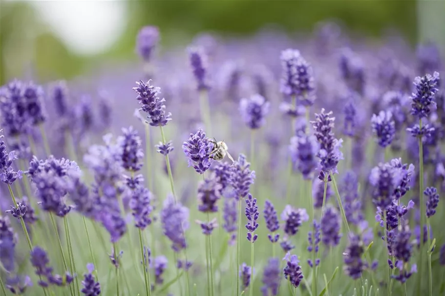 Echter Lavendel 'Hidcote Blue Strain' ca. 40 Pflanzen