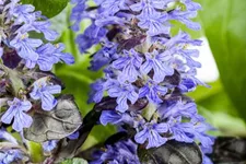 Ajuga reptans 'Atropurpurea' 9 x 9 cm Topf 0,5 Liter