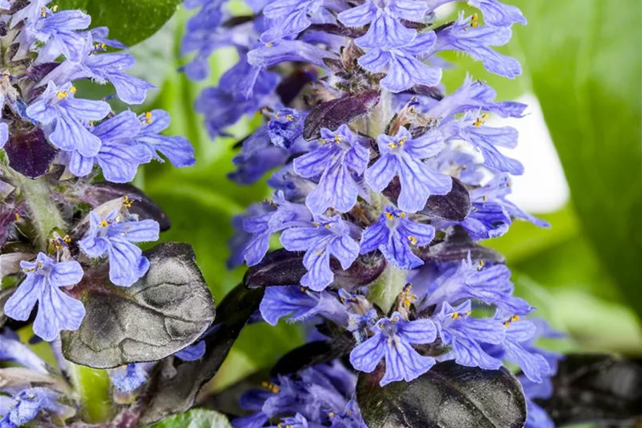 Ajuga reptans 'Atropurpurea' 9 x 9 cm Topf 0,5 Liter