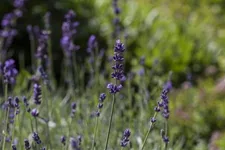 Echter Lavendel 'Hidcote Blue Strain' ca. 40 Pflanzen