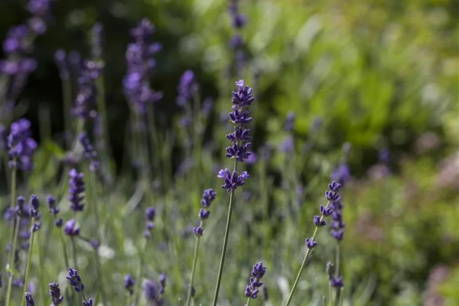 Echter Lavendel 'Hidcote Blue Strain' ca. 40 Pflanzen