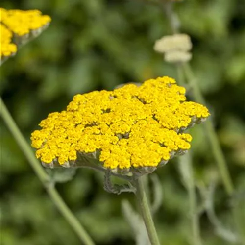 Achillea filipendulina 'Coronation Gold' Achillea filipendulina 'Coronation Gold'