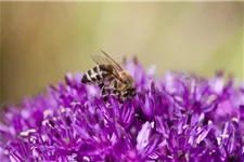 Bienenweide Inhalt reicht für ca. 3 m²