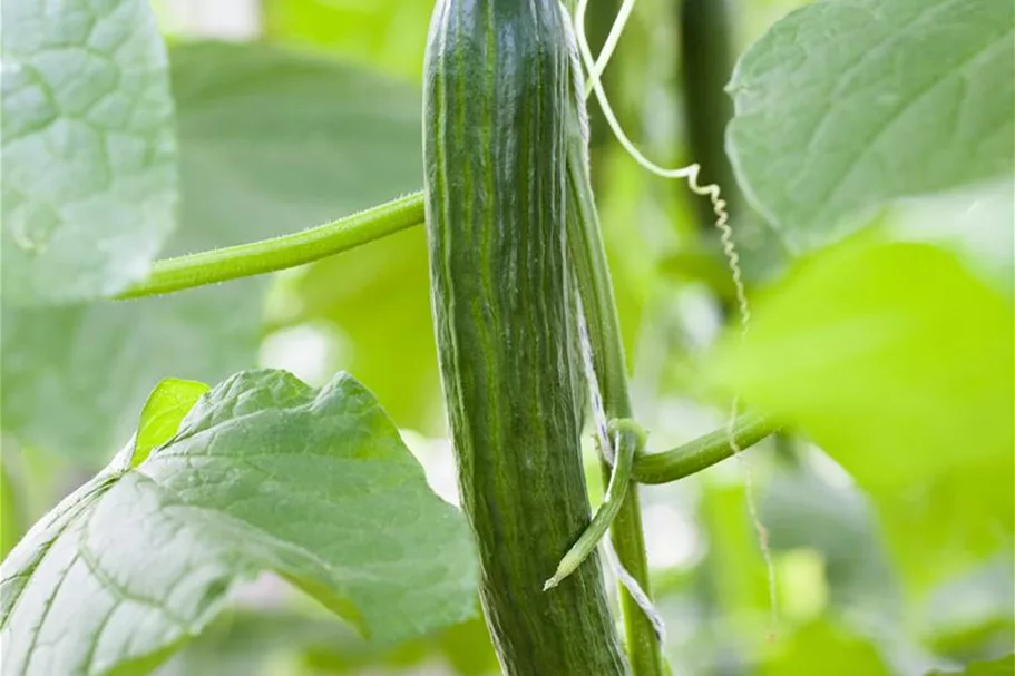 Gurke 'Burpless Tasty Green F1' Inhalt reicht für ca. 20 Pflanzen