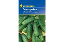 Einlege-Gurke 'Vorgebirgstrauben' ca. 80 Pflanzen