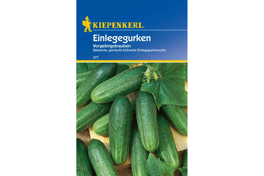 Einlege-Gurke 'Vorgebirgstrauben' ca. 80 Pflanzen