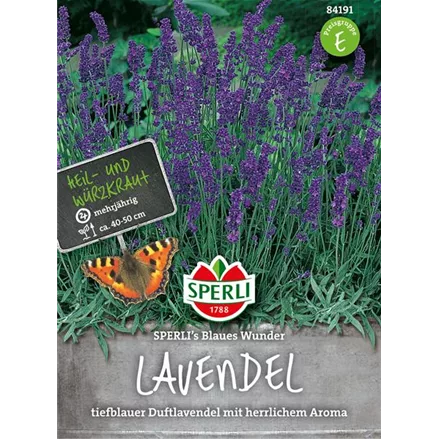 Lavendel 'Blaues Wunder'