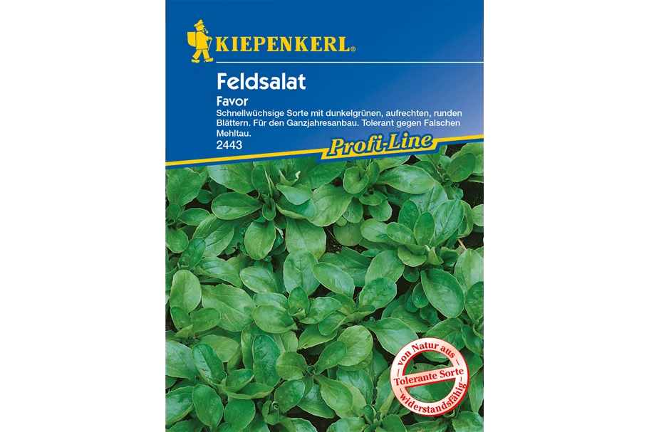 Feldsalat 'Favor' ca. 5 lfd. Meter