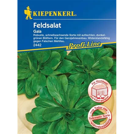 Feldsalat 'Gala'