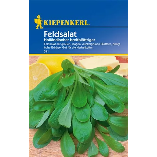 Feldsalat 'Holländischer Breitblättriger'