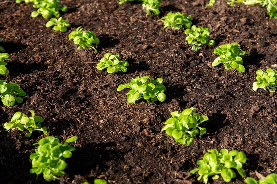 Feldsalat 'Vit' Inhalt reicht für ca. 2000 Pflanzen