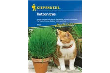 Katzengras 10 Töpfe